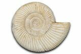 Jurassic Ammonite (Perisphinctes) Fossil - Madagascar #337682-1